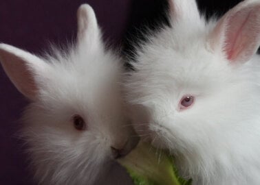 Kering Bans Angora and Rabbit Felt After Talks With PETA
