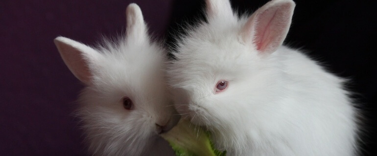 Angora cute white rabbits crop