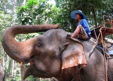 Tragic Death of British Tourist Shows What’s Wrong With Elephant Rides