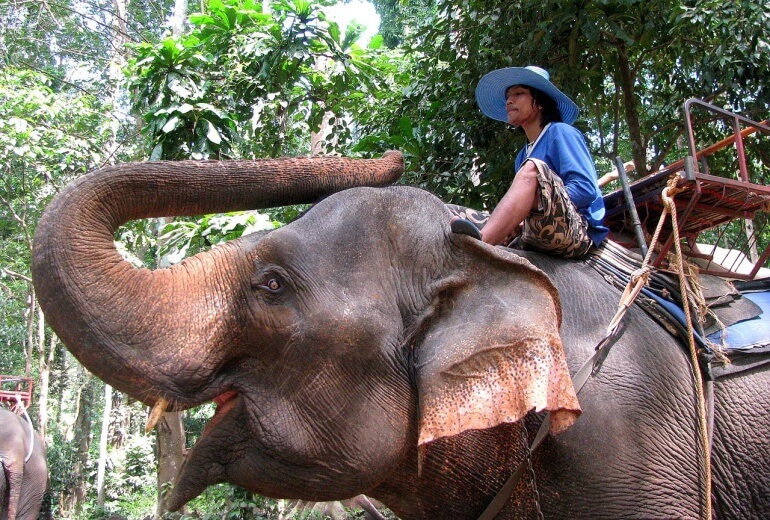 Elephants are not tourist attractions