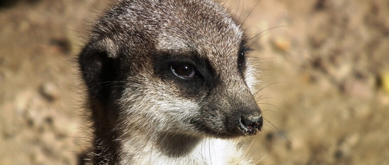 Good News for Animals: Plans for New Petting Zoo in Scunthorpe Shelved Good News for Animals: Plans for New Petting Zoo in Scunthorpe Shelved