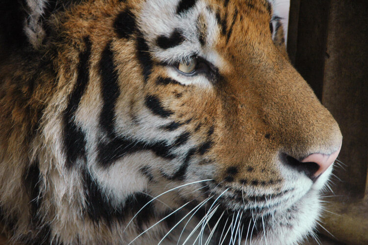 Wild animals don't belong in circuses