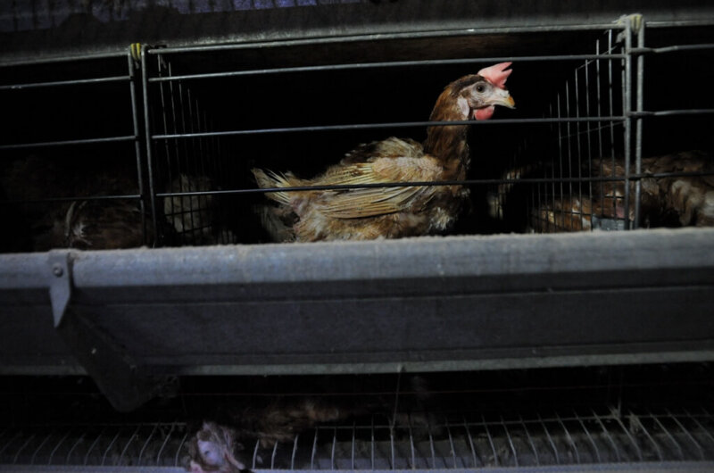 Broiler Hen Eggs