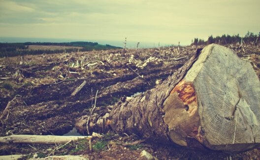 Deforestation Trees