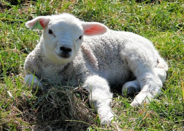 6 Reasons Why Christians Should Give Up Cruelty and Go Vegan for Lent