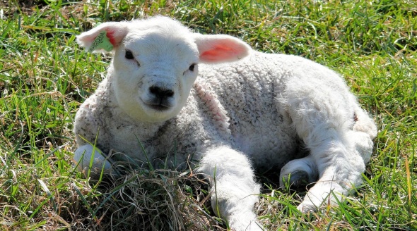 Cute Lamb