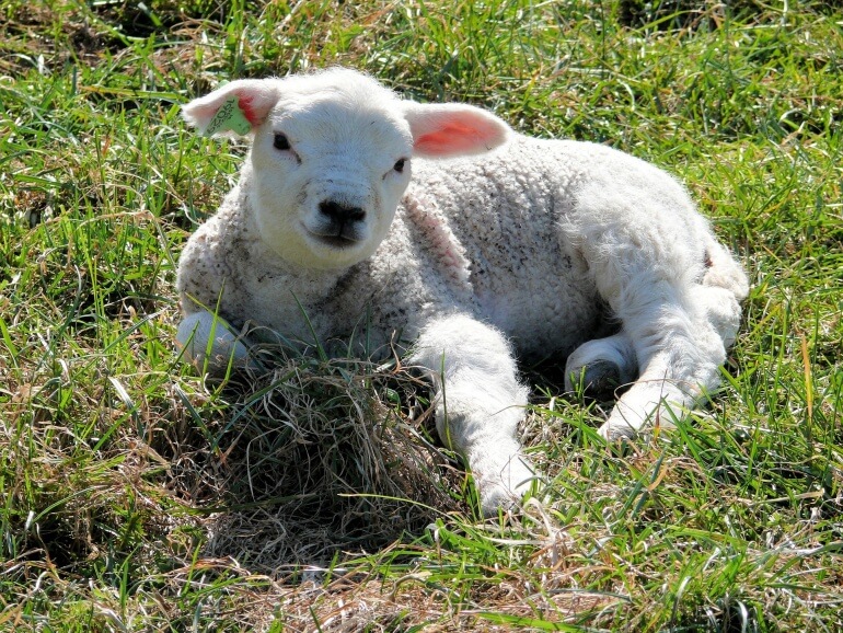 Cute Lamb