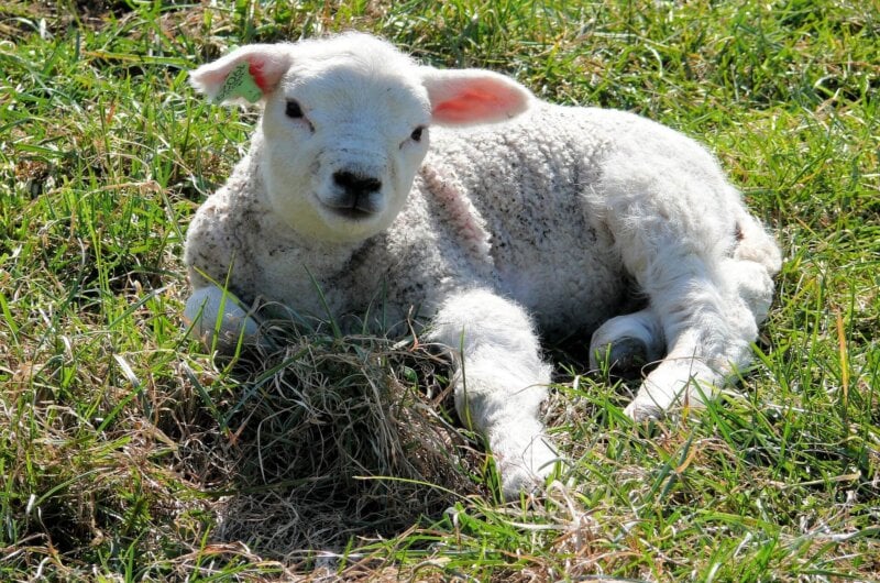 Cute Lamb