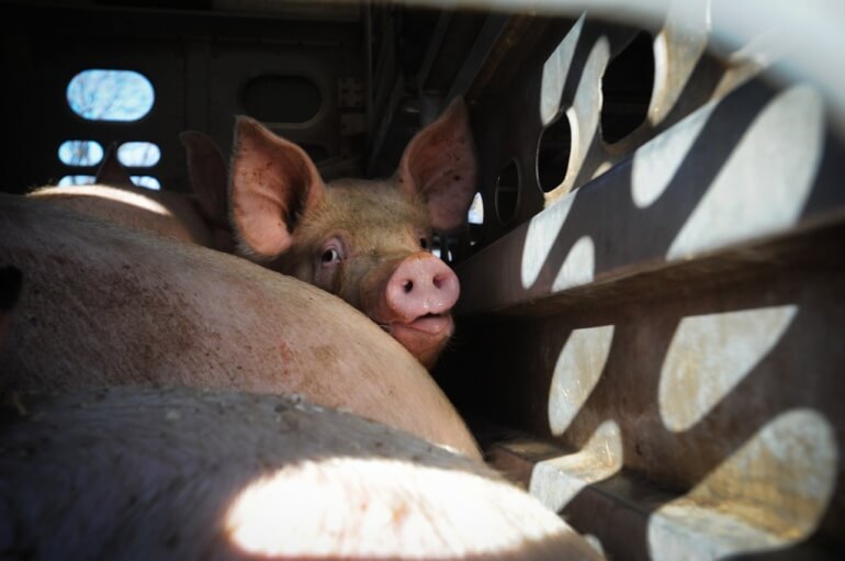 Pig Transport