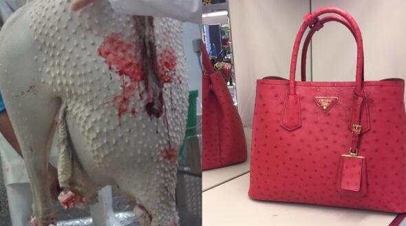 PHOTOS: Here's the Rest of Your Ostrich-Skin Handbag