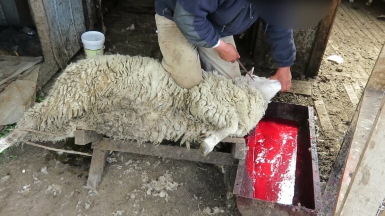A worker cut the throats of fully conscious sheep who were no longer wanted for wool, causing them to kick and struggle as they bled out.