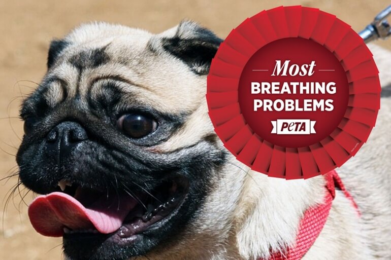Crufts pug breathing