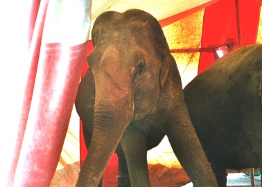 Tragic Story of Circus Elephant Tyke Comes to the West End and Edinburgh Fringe