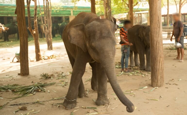 Elephant chains Thailand