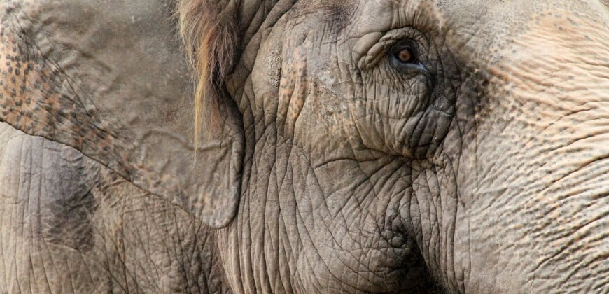all zoos should be closed down and captive animals rehabilitated