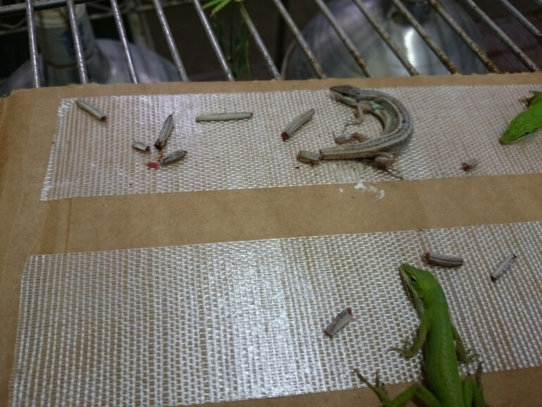 dead geckos glue trap reptile pet mill