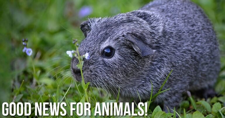 Good News! Switzerland Announces It Will End the Sale of Cosmetics Tested  on Animals
