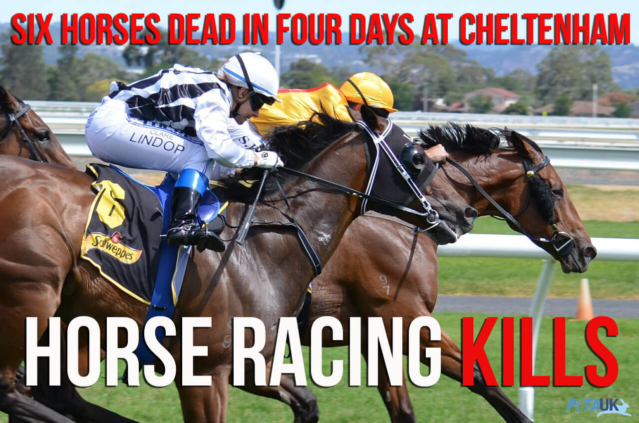 Horse-Racing-Kills-3