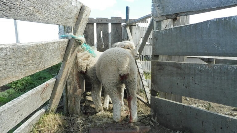 This lamb’s tail was cut off without any pain relief.