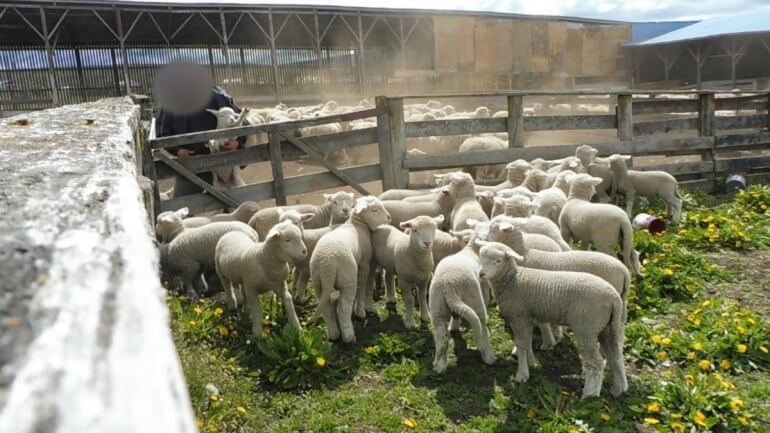 Lambs jumped through the fence in an attempt to return to their mothers’ sides, but workers dropped them back over the fence to keep them apart.