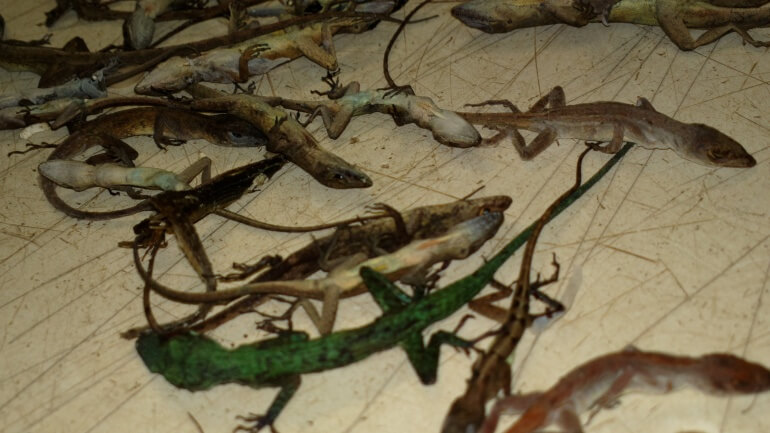 Reptile pet mill dead geckos
