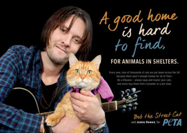 Help Cats Like Bob! Tackle the Homeless Animal Crisis by Spaying and Neutering