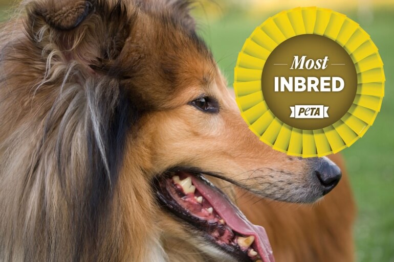 Rough-Collie-Inbred-Crufts