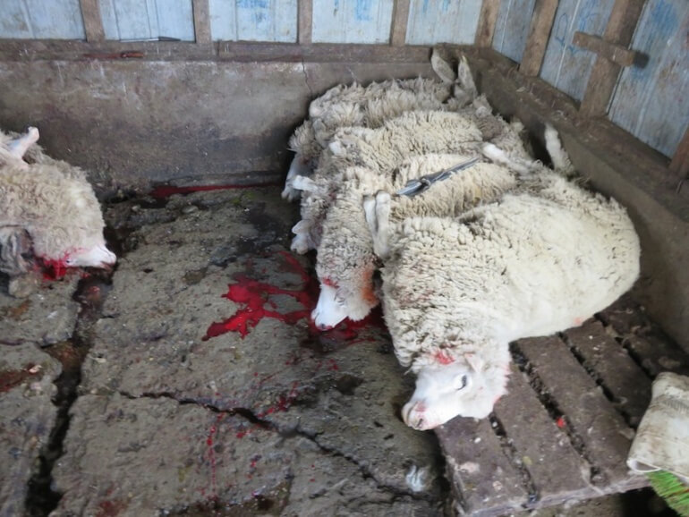 Sheep were lined up after their throats had been cut, and some of them continued to move for several minutes before dying.