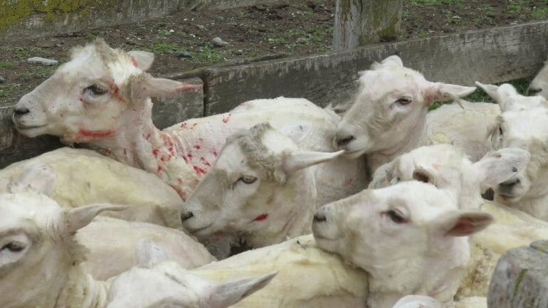 Fast, rough shearing left sheep cut and bleeding.