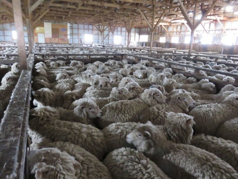 Sheep were packed into tight sheds before being sheared.