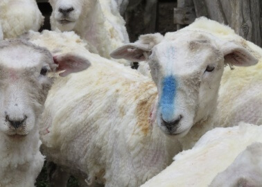 New Video Shows Wool-Industry Workers Cutting, Punching, and Stamping on Sheep