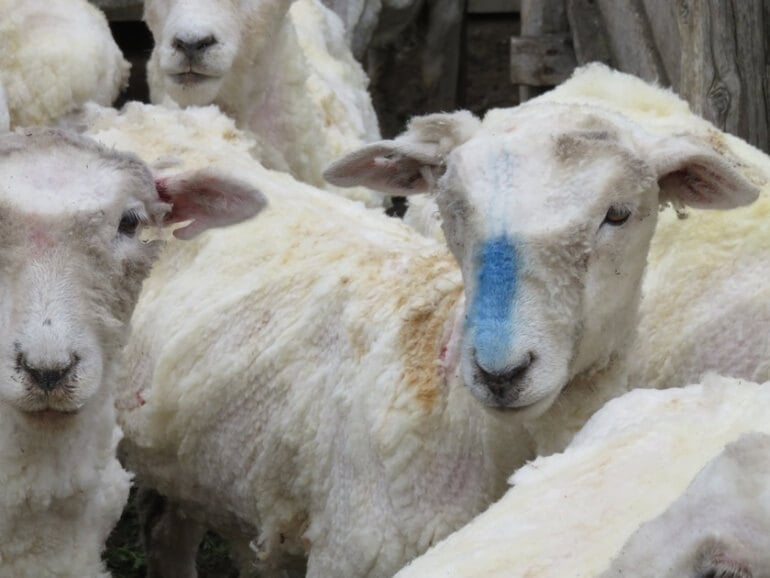 This sheep was marked for slaughter.