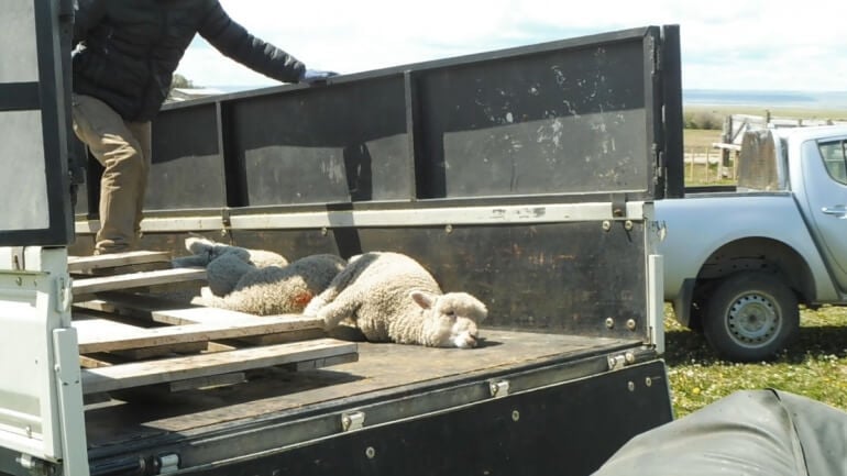 Some lambs’ legs were tied, and they were loaded onto a truck bound for slaughter.