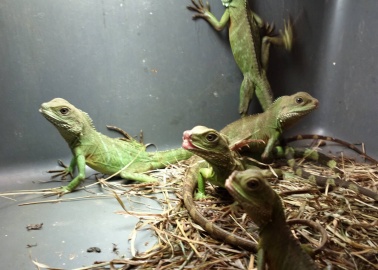 The Horrors of the Reptile Pet Trade