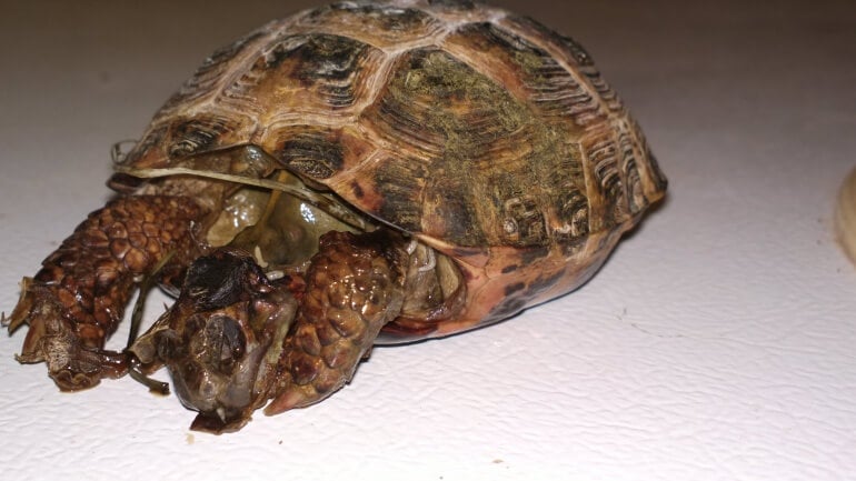 dead tortoise reptile pet mill