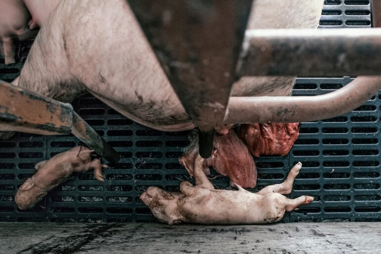 UK pig farm_piglets on grate