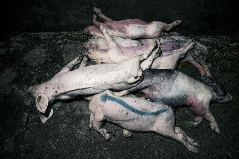 UK pig farm_pile of dead pigs