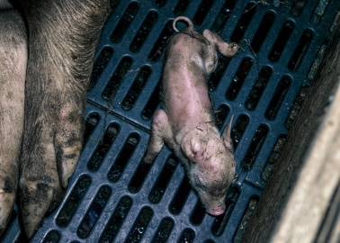 VIDEO: Dead Piglets Left to Rot on British Pig Factory Farms