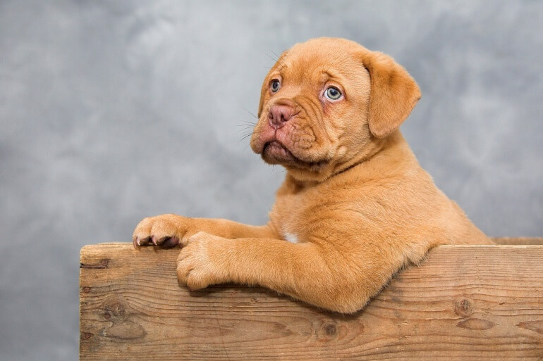 dogue-de-bordeaux-CC0