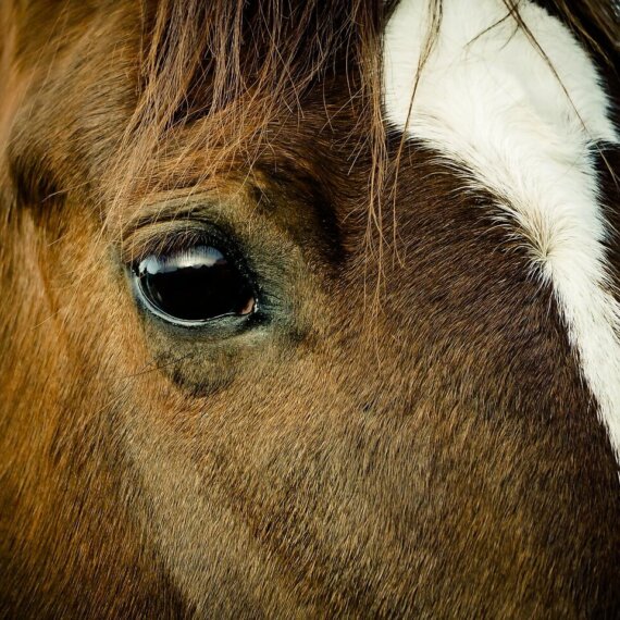 Urge These Companies to Stop Sponsoring the Grand National