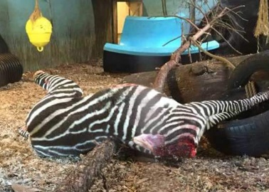 GRAPHIC: Zebra Beheaded and Fed to Tigers at Norway Zoo