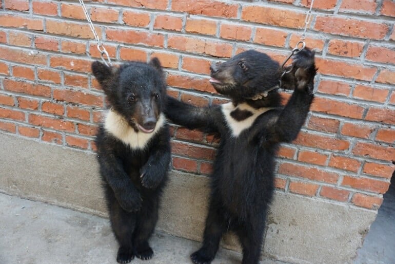 China Circus_2 bears tied to wall