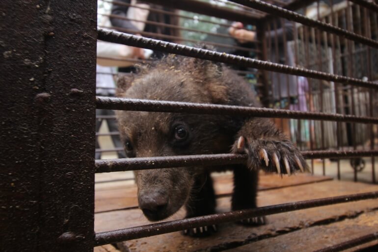 Many animals like this cub looked sickly, lethargic, frightened, and depressed.