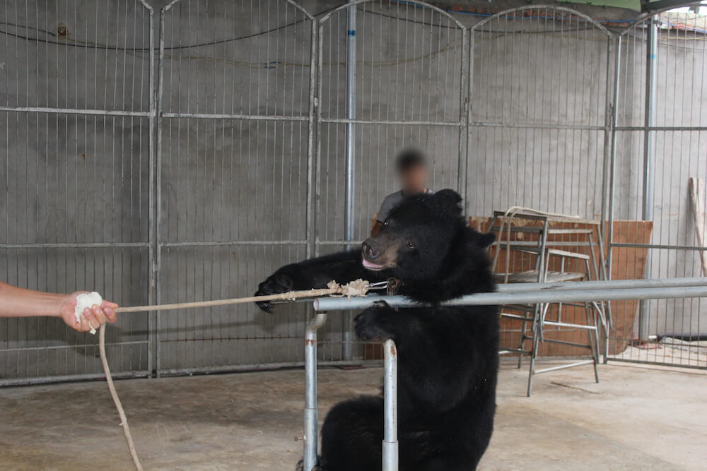 China Circus_Bear on parallel bars