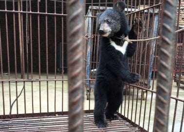 China’s Cruel Circuses Exposed: Lions, Tigers and Bear Cubs Hit, Chained and Deprived