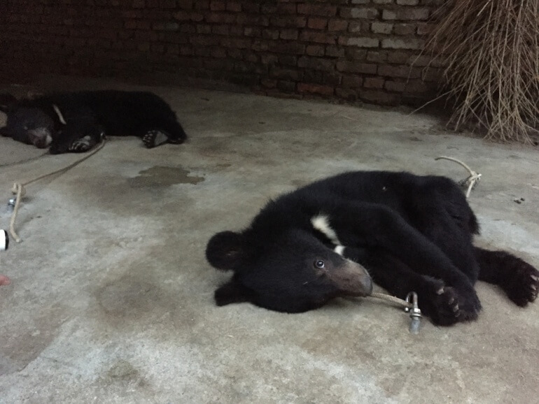 China Circus_Bear tied to floor