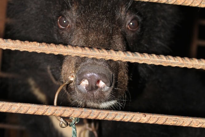 China Circus_Bear with ring through nose Cropped