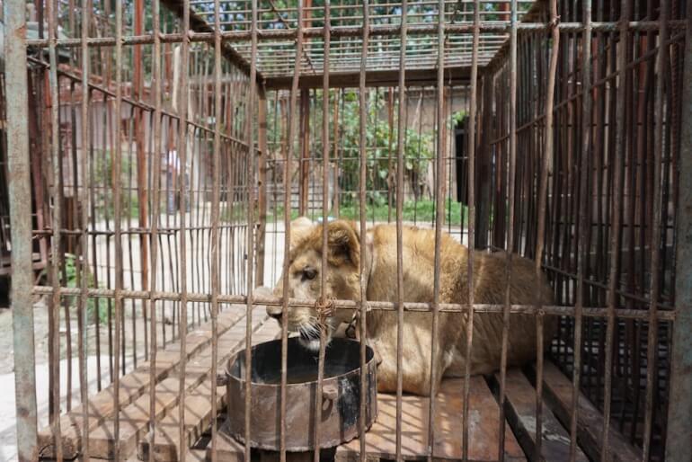 China Circus_Lion in cage with chain