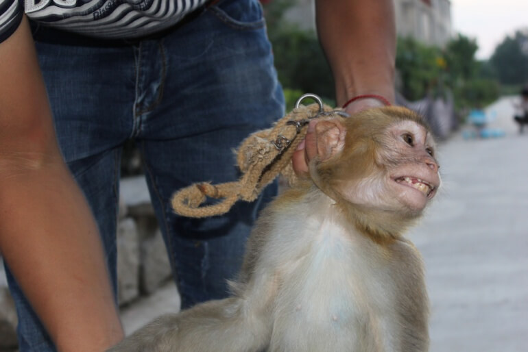 China Circus_Monkey with rope round neck