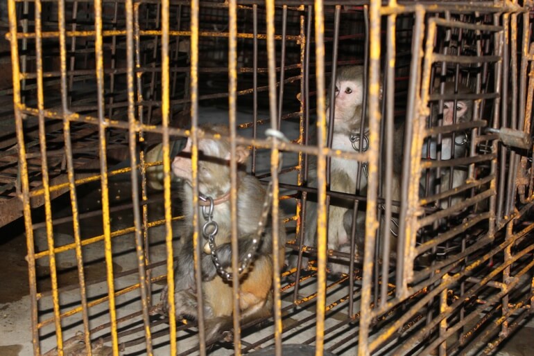 These monkeys were chained and caged when not performing.